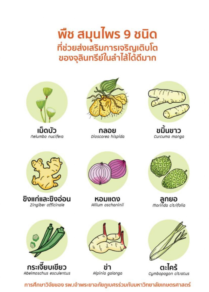 อภัยภูเบศรชูเมนูอาหารพืชผัก 9 ชนิด 